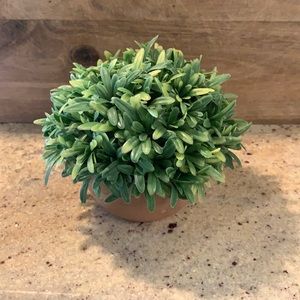 Small round planter with green foliage